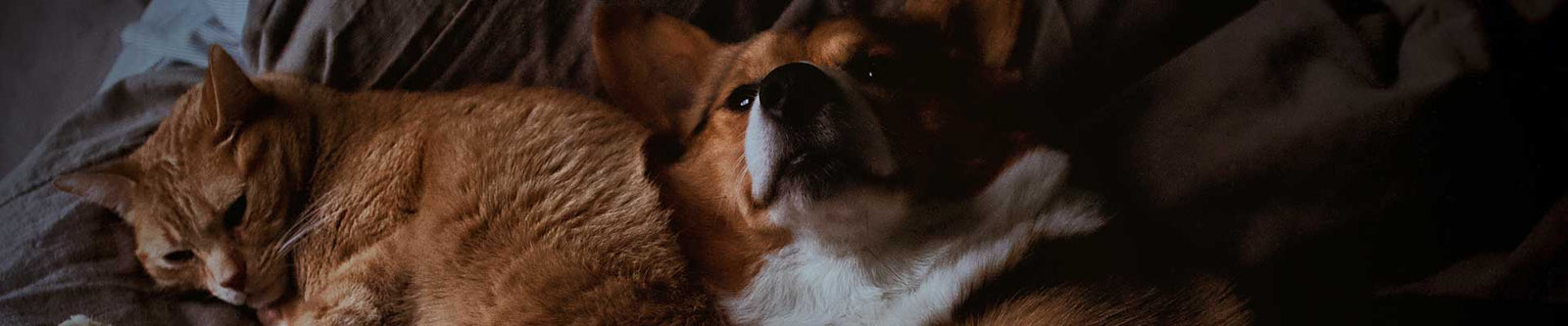 CBD Öl für Tiere