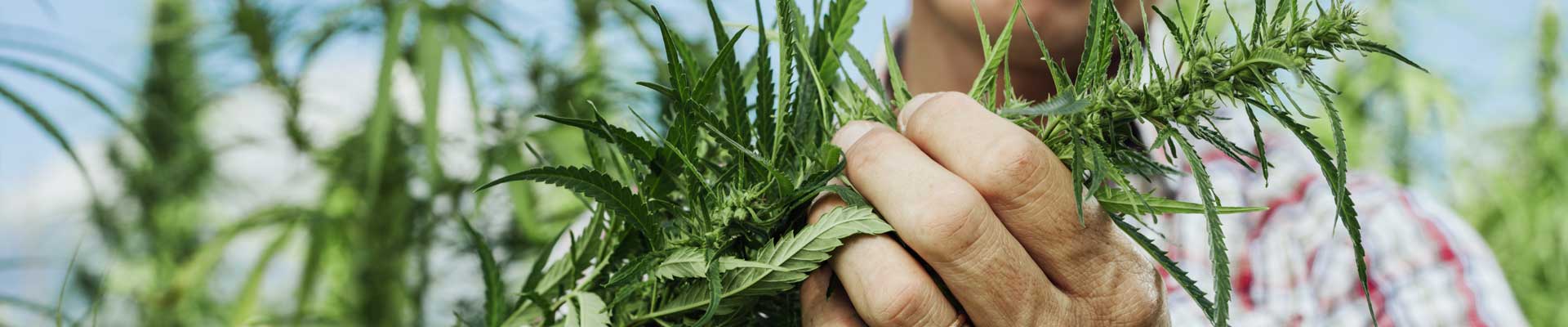 Ist CBD in Deutschland legal?